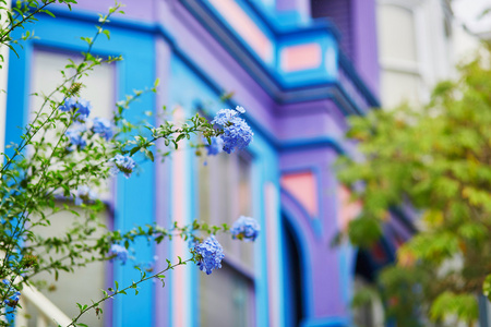 蓝色的花，多彩墙街的 San Francisco，加利福尼亚州，美国