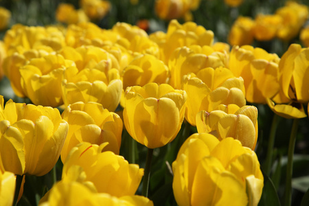 明亮的黄色郁金香，在阳光下的花园里很多