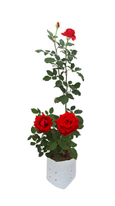 红玫瑰在塑料袋上白色免费，剪切路径