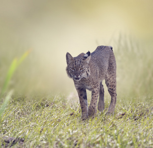 野生山猫步行