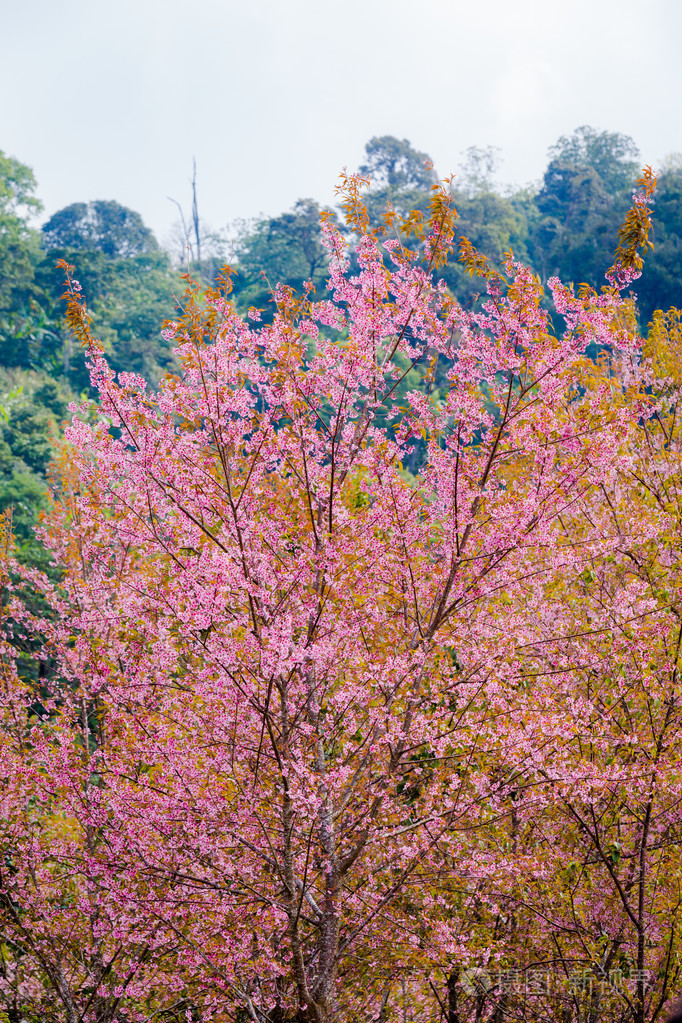 野生喜马拉雅山樱桃 (李属樱野) (在泰国樱花