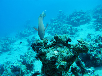 在深水中底部的热带海，水下珊瑚礁