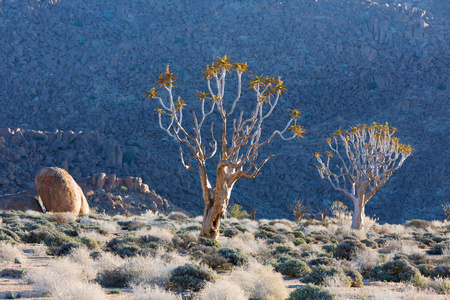 在 Richtersveld 箭袋树