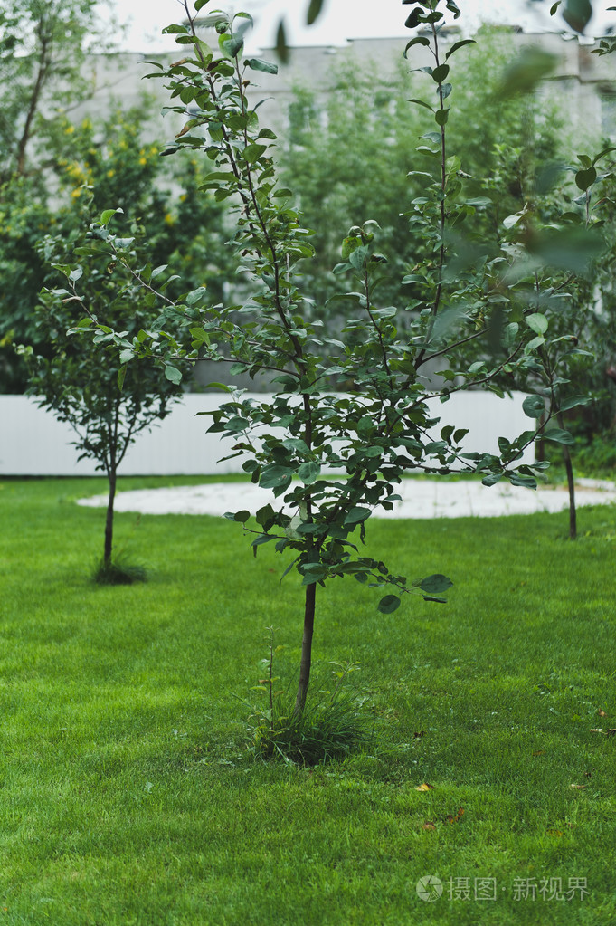 一棵小树在绿色的草坪上5253