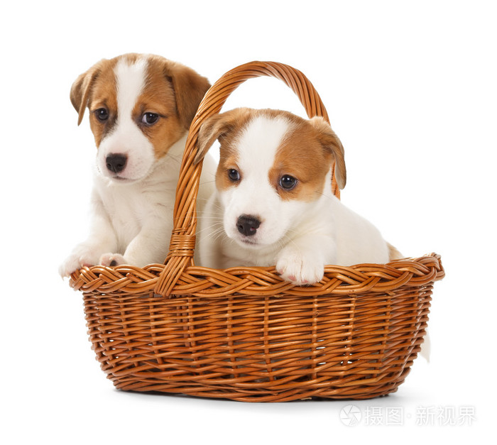 杰克罗素梗犬小狗坐在一个篮子里