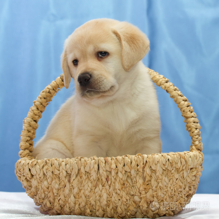 可爱的拉布拉多犬小狗