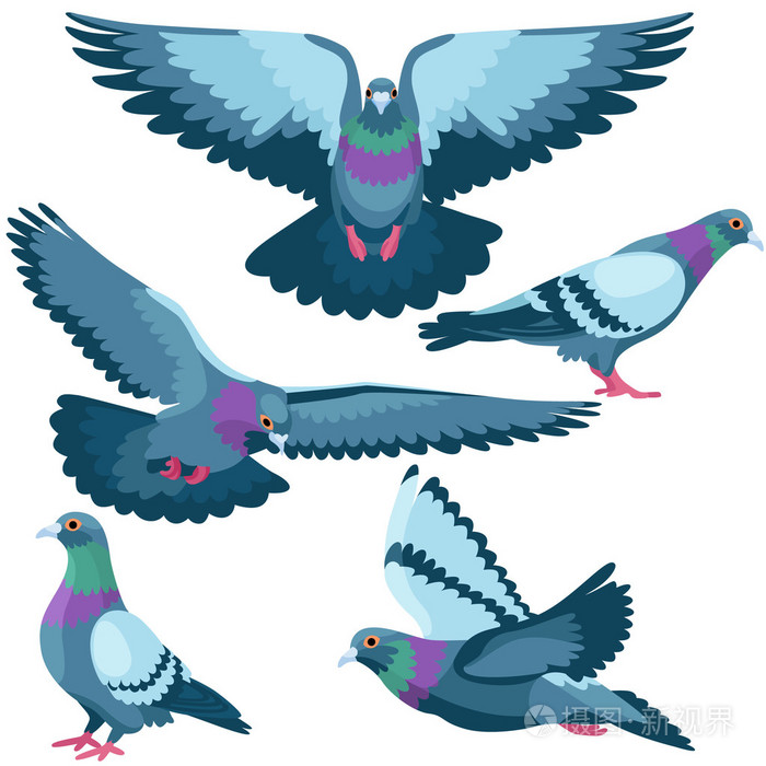 白色背景上的鸽子插画-正版商用图片1m2hs9-摄图新视界