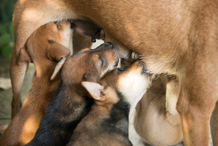 小狗吮吸母亲的奶汁