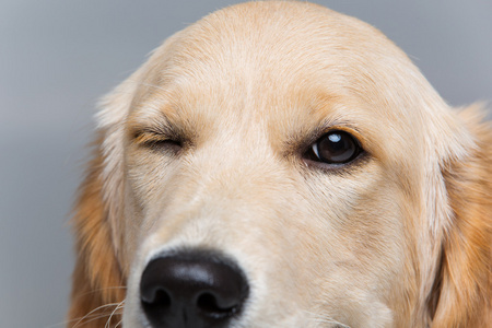 年轻美丽的金色猎犬狗