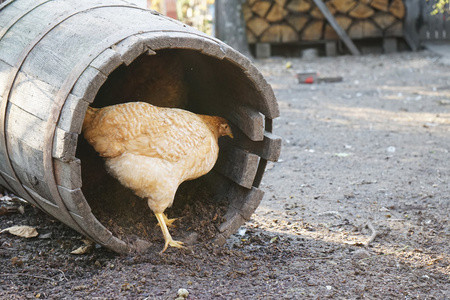 母鸡在后院, 藏在老桶里