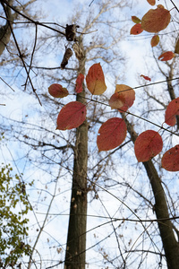美丽的秋天的树叶在公园里