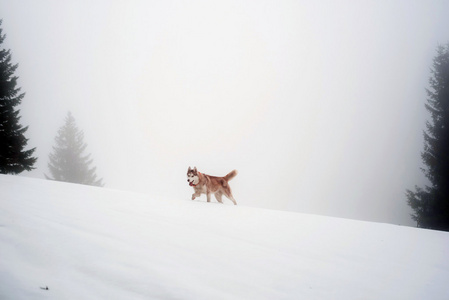 哈士奇狗在大雾山中徒步旅行