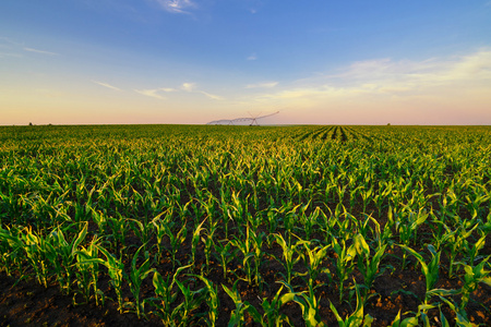 农业灌溉系统浇水玉米上阳光明媚的汇总字段