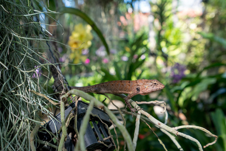 蜥蜴在热带森林中的图像。泰国