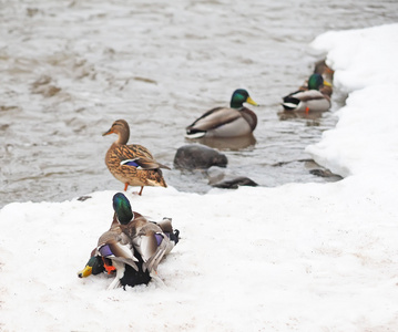 两个雄性鸭子在雪地里的战斗