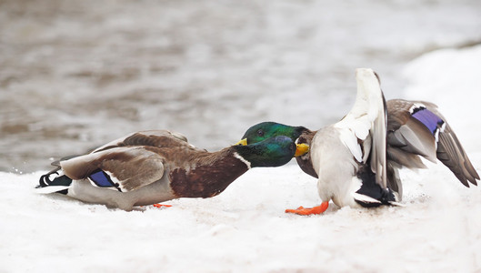 两个雄性鸭子在雪地里的战斗