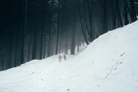 哈士奇犬在冬天迷雾森林中运行