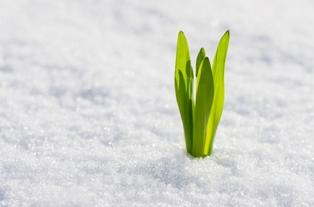 萌芽的绿草人持有绿色萌芽绿色青年成长的萌芽,在蓝蓝的天空下萌芽在