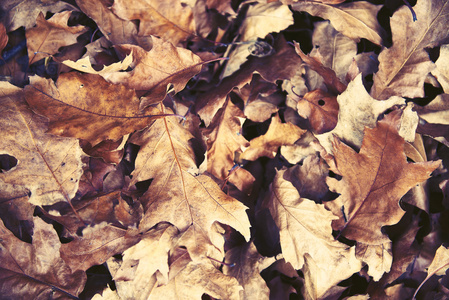 秋天的风景里有褐色的落叶。秋季背景满布棕干橡树叶