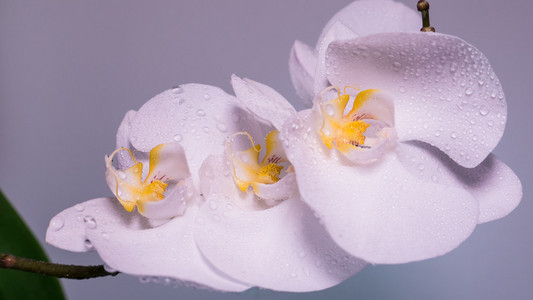 投标的白色兰花