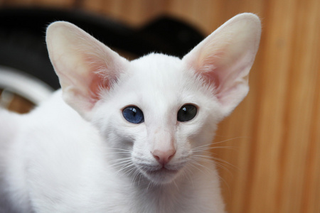 白东方猫用不同颜色的眼睛