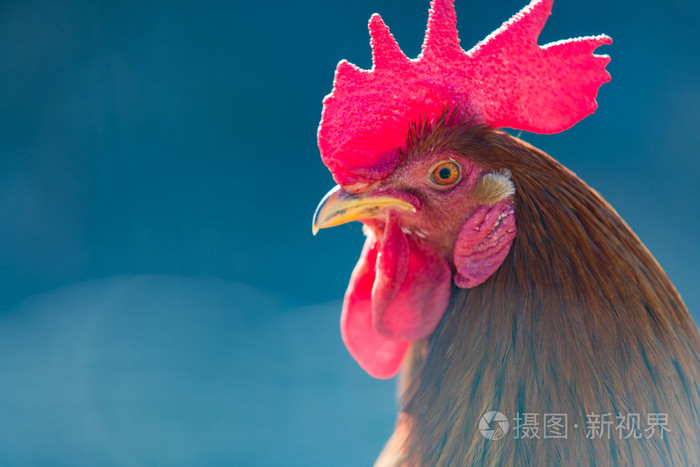 一只公鸡的肖像