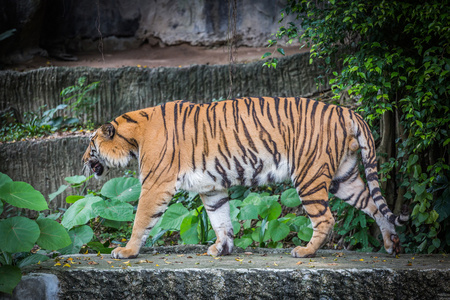 在动物园里的孟加拉虎
