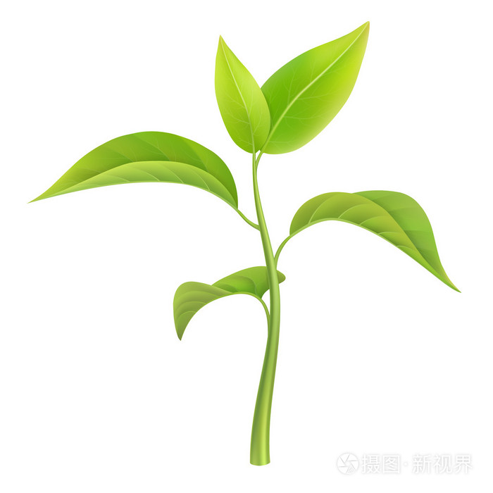 孤立的矢量绿色新芽