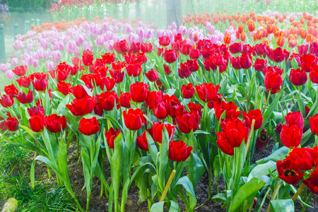 在自然的郁金香花园