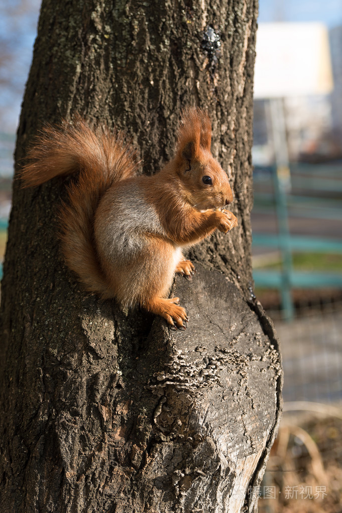 松鼠在树上
