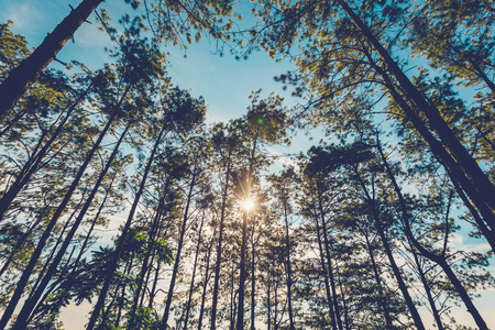 松树在天然森林和阳光用老式的语气
