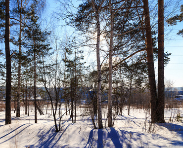 阳光照耀着树木冬季森林俄罗斯
