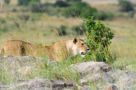 关闭在肯尼亚国家公园的狮子