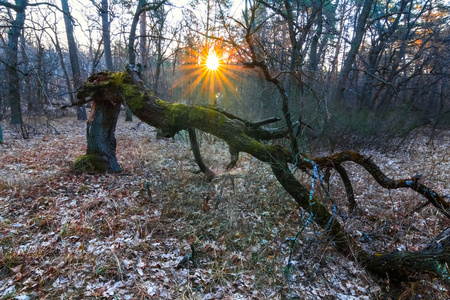 夕阳下宁静的秋天森林