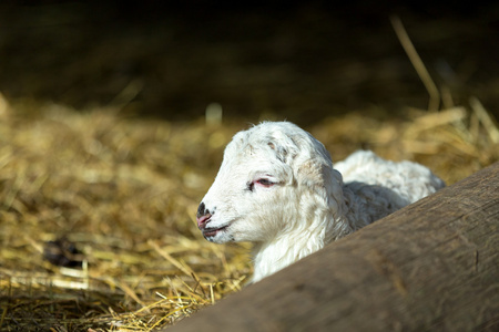 羊羊在农村农场