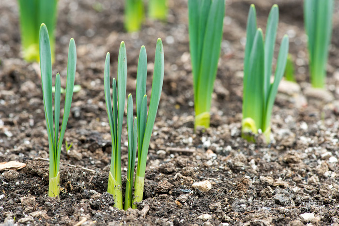 在早春花园发芽的春天花水仙