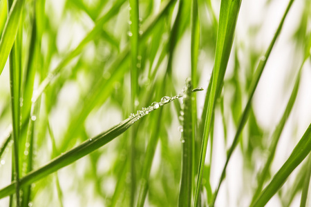 绿草与水滴眼液