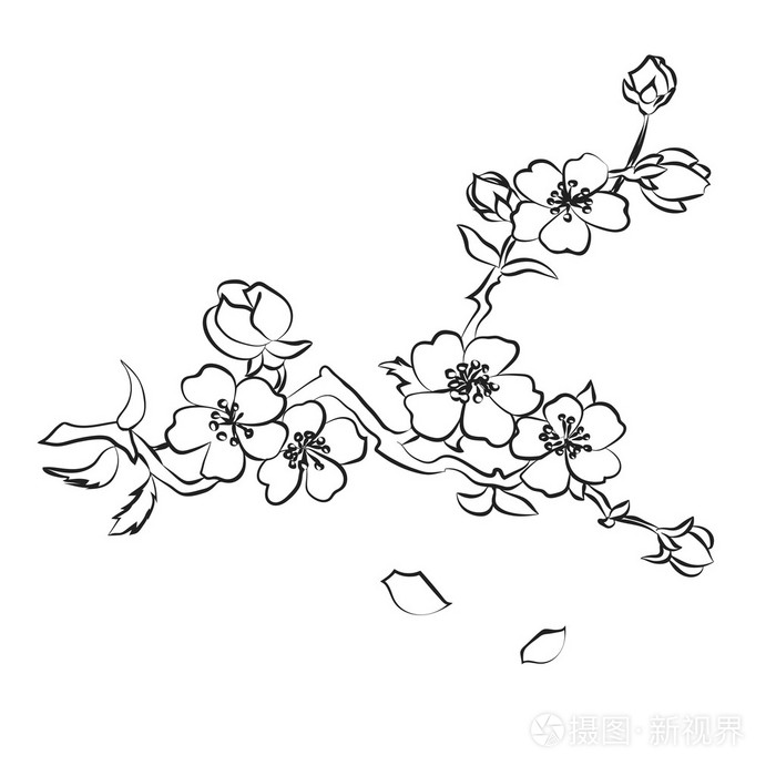 桂枝樱花插画-正版商用图片1m31rw-摄图新视界