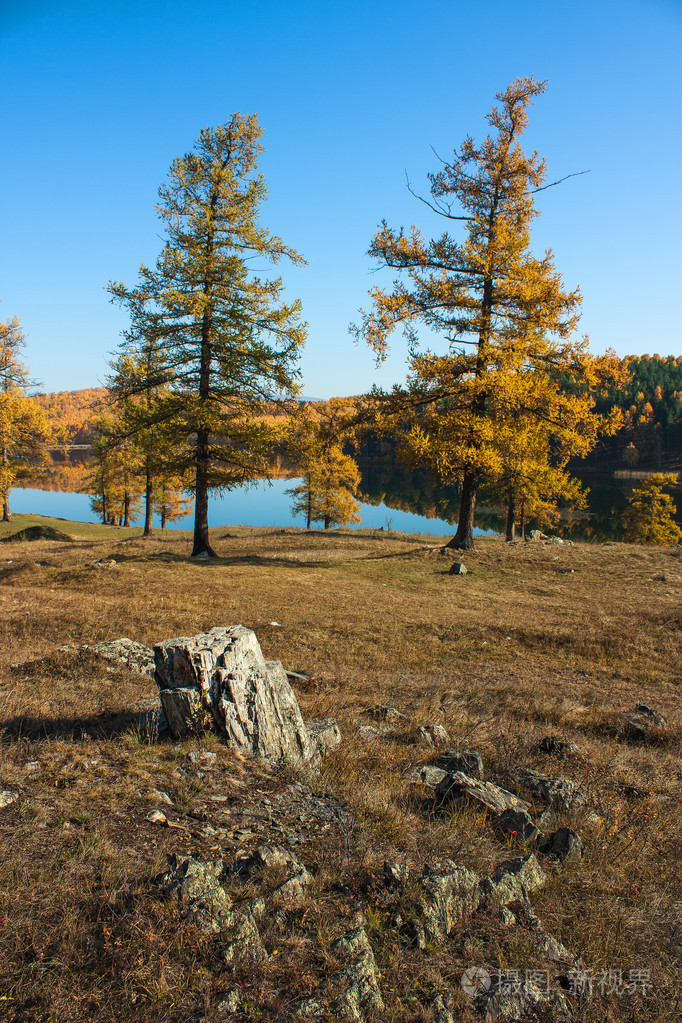 彩色的落叶松林木