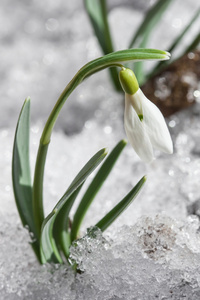 第一次雪花莲之间解冻雪