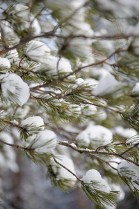 白雪皑皑的松枝