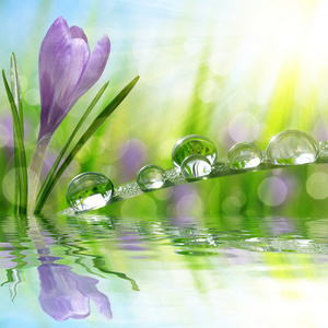 迎春花番红花绿草与水滴图片