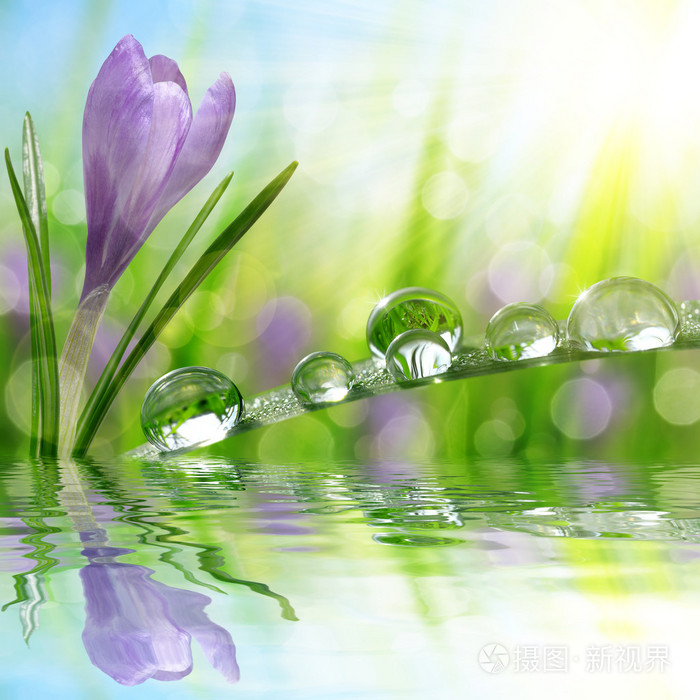 迎春花番红花绿草与水滴