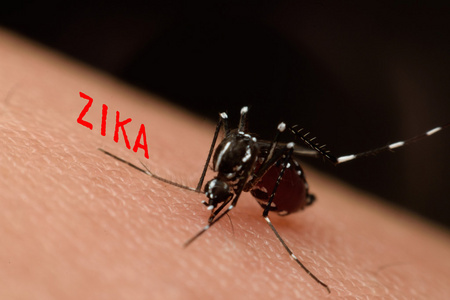 蚊子在吸血的宏图片