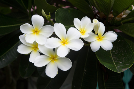 白色素馨花热带花卉，鸡蛋花朵鲜花，盛开在 tr