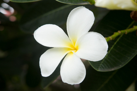 白色素馨花热带花卉，鸡蛋花朵鲜花，盛开在 tr