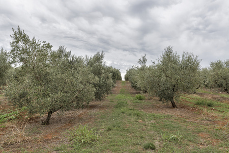橄榄树字段在伊斯特拉，克罗地亚