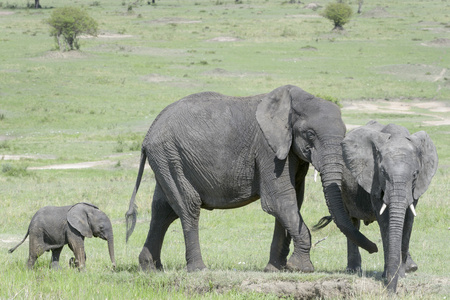 非洲大象家族