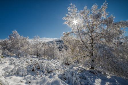 白色雪林