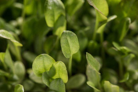 绿色豆瓣微古植物特写后萌发过程